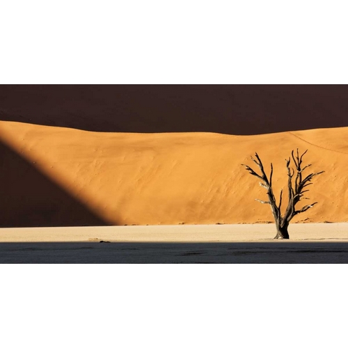 Namibia, Dead Vlei Dead tree illuminated by sun